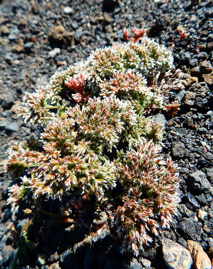 Pataconejo comun - Polycarpaea divaricata <figure class="photo"><a href="https://www.jungledragon.com/image/88299/pataconejo_comun_-_polycarpaea_divaricata.html" title="Pataconejo comun - Polycarpaea divaricata"><img src="https://s3.amazonaws.com/media.jungledragon.com/images/2298/88299_thumb.JPG?AWSAccessKeyId=05GMT0V3GWVNE7GGM1R2&Expires=1769040010&Signature=sbKlYwlvDWFhYm17xv2fPuZcrXM%3D" width="200" height="150" alt="Pataconejo comun - Polycarpaea divaricata Also in the skrits of Volcan del Cuervo. Geotagged,Pataconejo comun,Polycarpaea divaricata,Spain,Spring" /></a></figure> Geotagged,Pataconejo comun,Polycarpaea divaricata,Spain,Spring