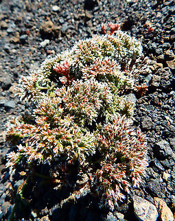 Pataconejo comun - Polycarpaea divaricata https://www.jungledragon.com/image/88299/pataconejo_comun_-_polycarpaea_divaricata.html Geotagged,Pataconejo comun,Polycarpaea divaricata,Spain,Spring