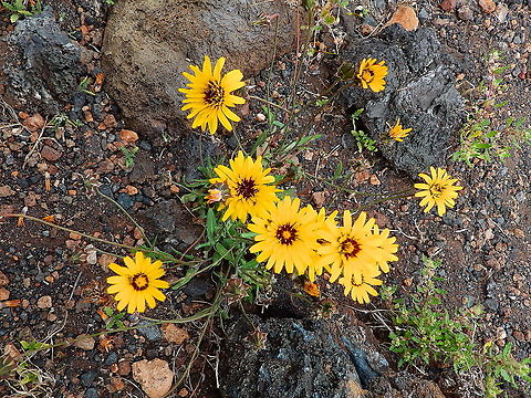 False sowthistle - Reichardia tingitana Seen next to the road in Parque Nacional de Timanfaya. Geotagged,Reichardia tingitana,Spain,Spring