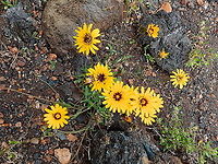 False sowthistle - Reichardia tingitana Seen next to the road in Parque Nacional de Timanfaya. Geotagged,Reichardia tingitana,Spain,Spring