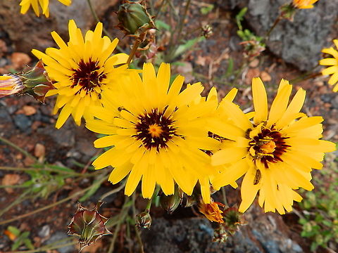 False sowthistle - Reichardia tingitana https://www.jungledragon.com/image/88301/false_sowthistle_-_reichardia_tingitana.html Geotagged,Reichardia tingitana,Spain,Spring
