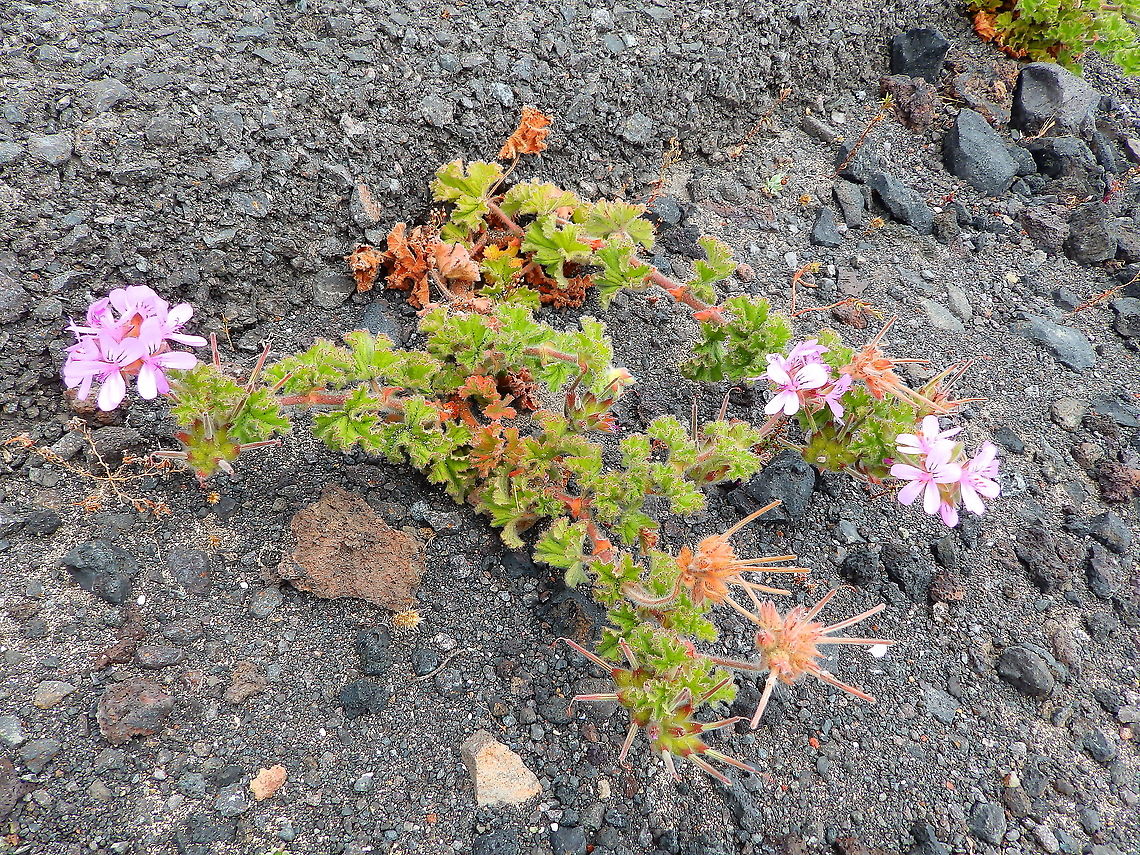 Rose-scented Pelargonium - Pelargonium capitatum It is a geranium plant native from Soth Africa. However it can be found in many colcanic habitats of Lanzarote. They don't seem to have been planted but rather growing in the volcanic land. It could be that they spread from gardens into the wild. This one was seen in the Volcan del Cuervo path. Geotagged,Pelargonium capitatum,Spain,Spring