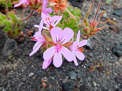 Rose-scented Pelargonium - Pelargonium capitatum  Geotagged,Pelargonium capitatum,Spain,Spring