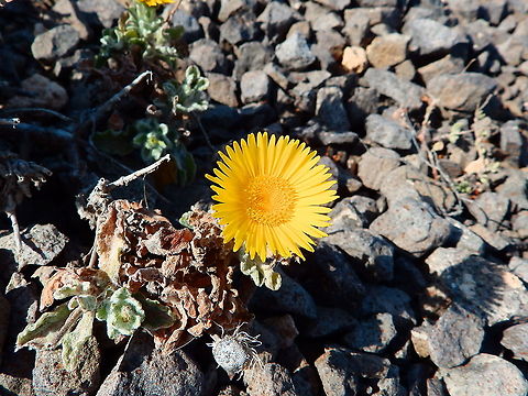 Hierba pulguera - Pulicaria purpuraria Seen in a rocky shore path in the cliffs of Playa del Papagayo. Geotagged,Hierba pulguera,Pulicaria purpuraria,Spain,Spring