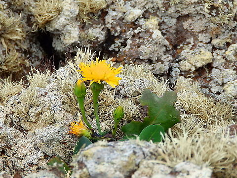Cerraja de Famara - Reichardia famarae Seen in the area of cliffs of Mirador Del Rio. Cerraja de Famara,Geotagged,Reichardia famarae,Spain,Spring