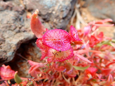 Bladder Dock - Rumex vesicarius Another example of plant living on lava rocks. Also seen in the area of volcanic rocks next to the shoreline in Orzola.
https://www.jungledragon.com/image/88647/bladder_dock_-_rumex_vesicarius.html Bladder Dock,Geotagged,Rumex vesicarius,Spain,Spring