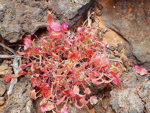 Bladder Dock - Rumex vesicarius  Bladder Dock,Geotagged,Rumex vesicarius,Spain,Spring