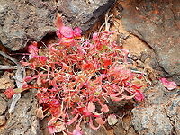 Bladder Dock - Rumex vesicarius  Bladder Dock,Geotagged,Rumex vesicarius,Spain,Spring