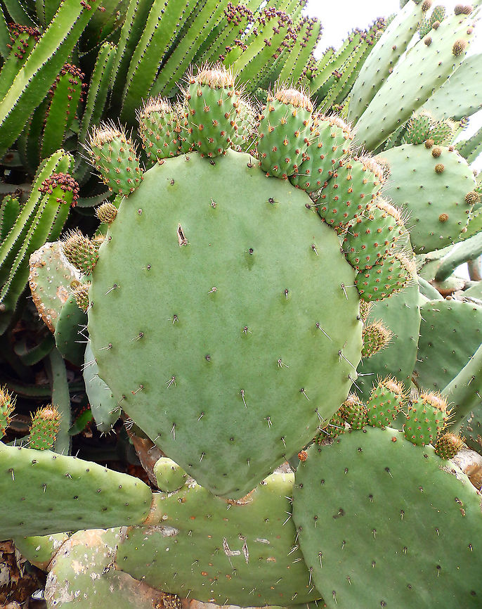 Opuntia maxima - Prickly Pear Cactus Often seen in Lanzarote both in gardens as in wild areas. Geotagged,Opuntia maxima,Prickly Pear Cactus,Spain,Spring