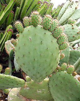 Opuntia maxima - Prickly Pear Cactus Often seen in Lanzarote both in gardens as in wild areas. Geotagged,Opuntia maxima,Prickly Pear Cactus,Spain,Spring