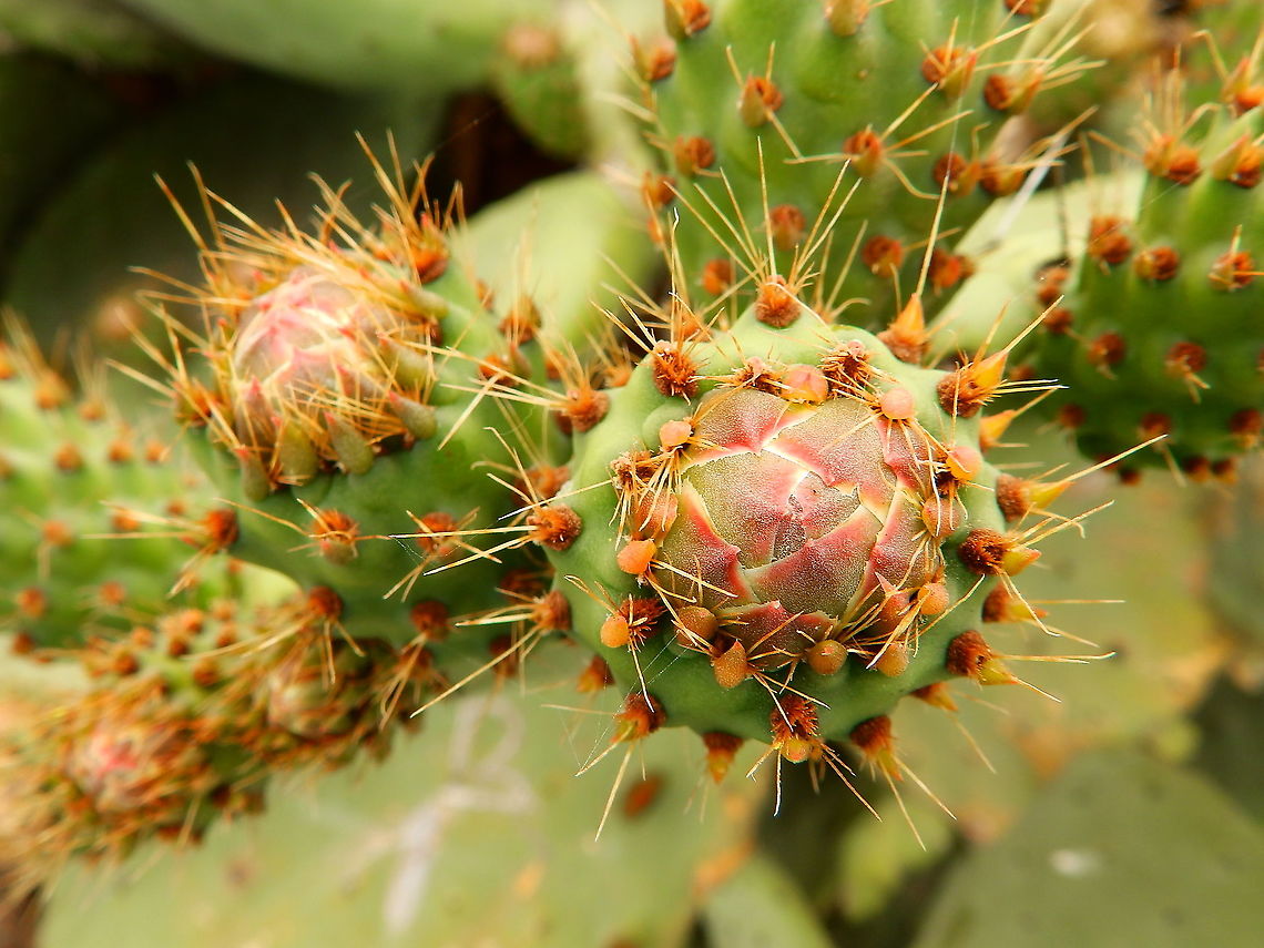 Opuntia maxima - Prickly Pear Cactus Like in other Opuntia species these buds mature in edible fruits. Geotagged,Opuntia maxima,Prickly Pear Cactus,Spain,Spring