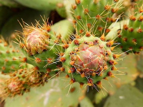 Opuntia maxima - Prickly Pear Cactus Like in other Opuntia species these buds mature in edible fruits. Geotagged,Opuntia maxima,Prickly Pear Cactus,Spain,Spring
