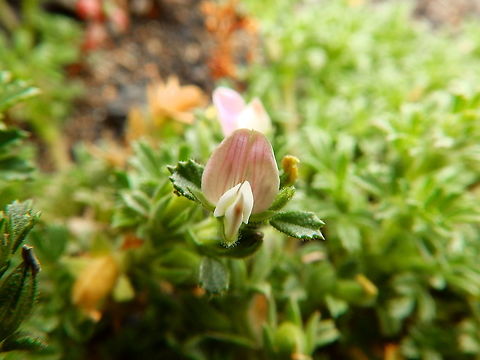 Melosa de arenas- Ononis tournefortii Area of volcanic dunes in Parque Nacional de Timanfaya, Lanzarote. Geotagged,Melosa de arenas,Ononis tournefortii,Spain,Spring