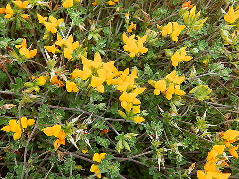 Corazoncillo de Lanzarote - Lotus lancerotensis Also seen in the volcanic dunes closer to the road in Parque Nacional de Timanfaya. Corazoncillo de Lanzarote,Geotagged,Lotus lancerotensis,Spain,Spring
