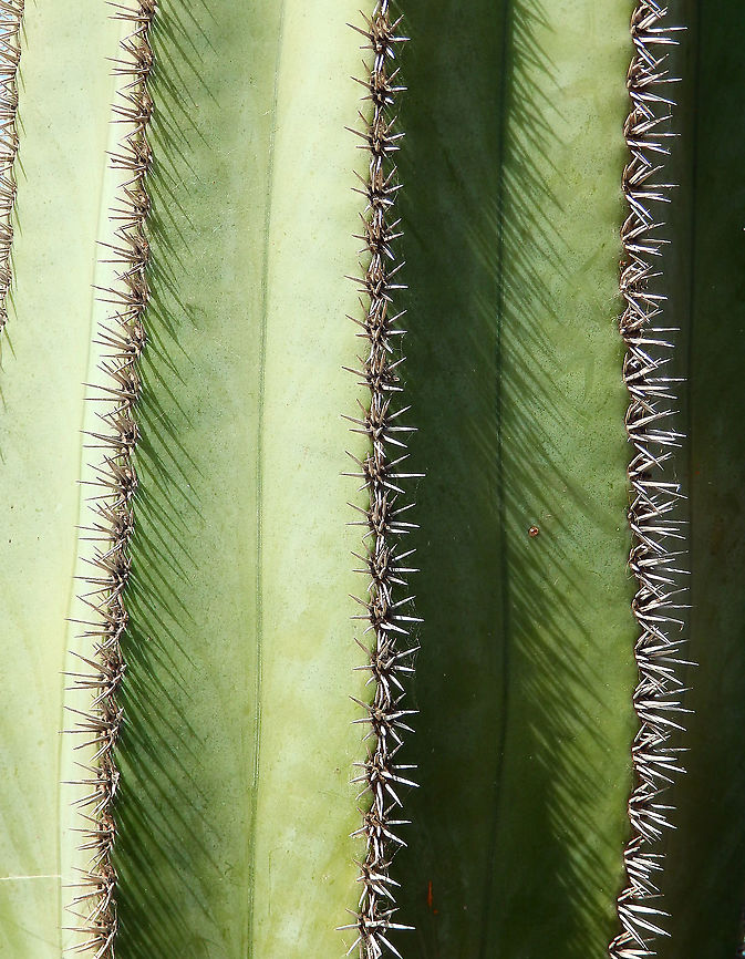Saguaro - Carnegiea gigantea Also present in the Canary Islands but probably introduced as ornamental as it is native from Mexico. Carnegiea gigantea,Geotagged,Saguaro Carnegiea gigantea,Spain,Spring
