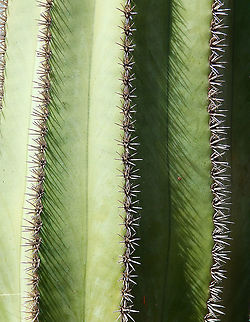 Saguaro - Carnegiea gigantea Also present in the Canary Islands but probably introduced as ornamental as it is native from Mexico. Carnegiea gigantea,Geotagged,Saguaro Carnegiea gigantea,Spain,Spring