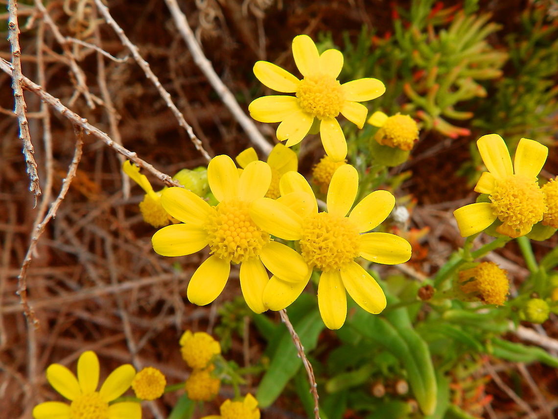 Senecio leucanthemifolius This one was seen in the volcanic rocky shoreline of Orzola, Lanzarote.<br />
More description in Spanish in this link:<br />
<a href="http://www.floradecanarias.com/senecio_leucanthemifolius.html" rel="nofollow">http://www.floradecanarias.com/senecio_leucanthemifolius.html</a> Geotagged,Senecio leucanthemifolius,Spain,Spring