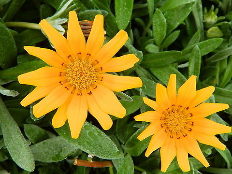 Gazania rigens Seen in a garden in Lanzarote. Gazania rigens,Geotagged,Spain,Spring