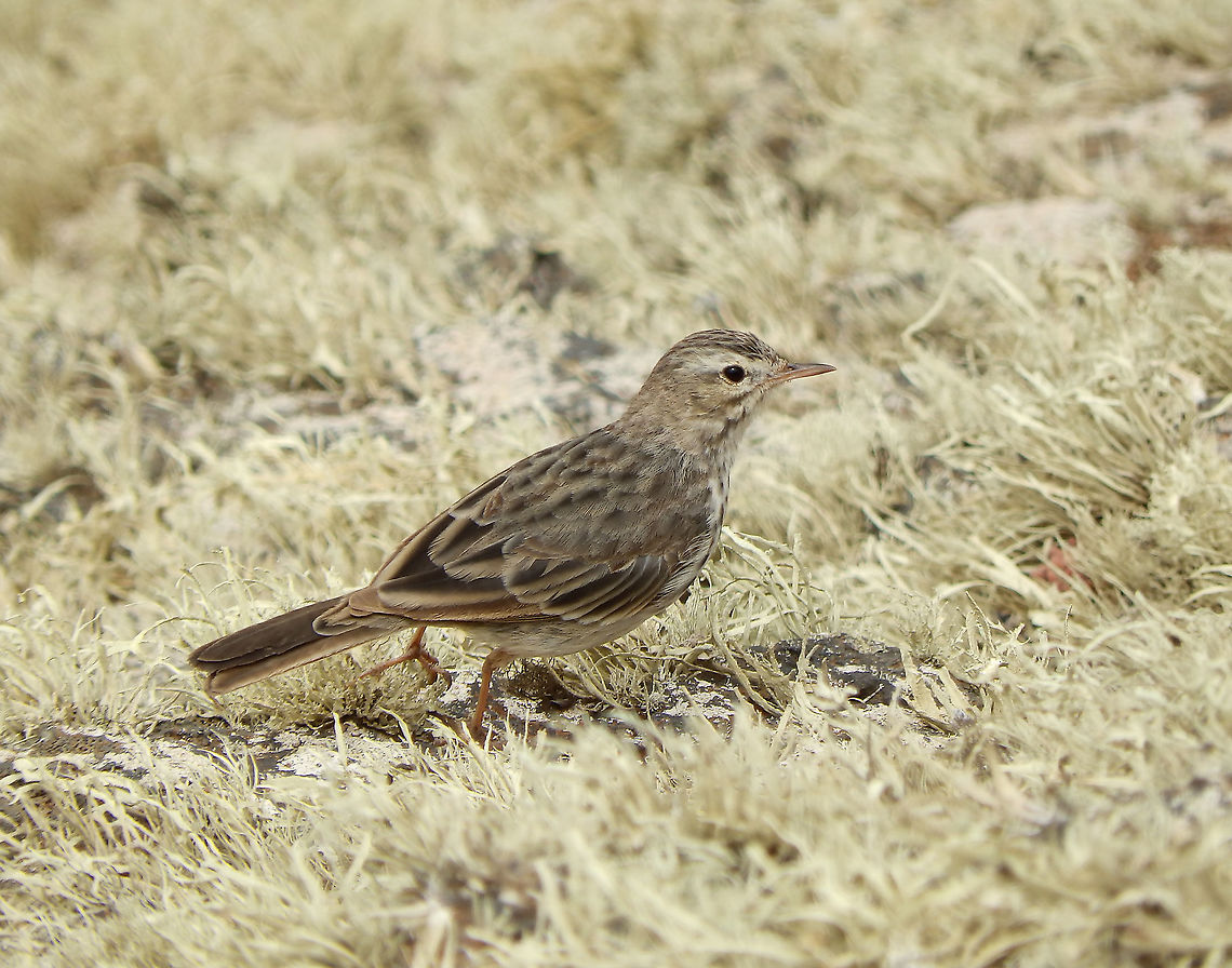 Anthus berthelotii - Berthelots pipit This one was seen in the slopes of Mirador del Rio in Lanzarote. Anthus berthelotii,Berthelots pipit,Geotagged,Spain,Spring