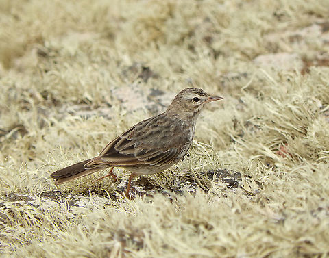 Anthus berthelotii - Berthelots pipit This one was seen in the slopes of Mirador del Rio in Lanzarote. Anthus berthelotii,Berthelots pipit,Geotagged,Spain,Spring