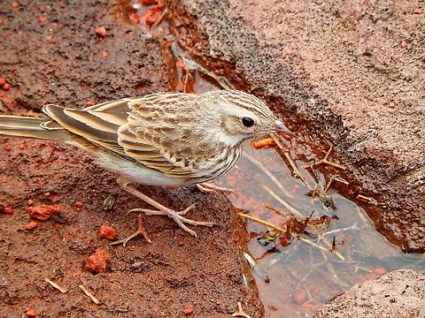 Anthus berthelotii - Berthelots pipit And this one is I think a juvenile and we saw it just in front of El Diable restaurant in Timanfaya, Lanzarote :-) Anthus berthelotii,Berthelots pipit,Geotagged,Spain,Spring