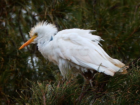 Bubulcus ibis - Cattle egret Seen in Arrecife, Lanzarote. Bubulcus ibis,Cattle egret,Geotagged,Spain,Spring