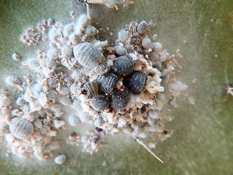 Cochineal - Dactylopius coccus Seen in cactus of the genus Opuntia. Apparently these scale insects live and feed on the cacti. They produce carminic acid to deter predators. This substance is used as colorant, dating as far back as the 15th century, according to Wikipedia.
https://www.jungledragon.com/image/88799/opuntia_cactus_infected_by_dactylopius_coccus.html Cochineal,Dactylopius coccus,Geotagged,Spain,Spring
