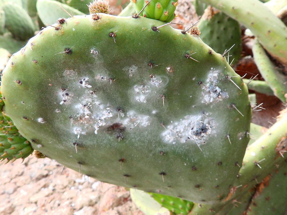 Opuntia cactus infected by Dactylopius coccus The nymphs secrete a waxy white substance over their bodies for protection from water loss and excessive sun.  Cochineal,Dactylopius coccus,Geotagged,Spain,Spring