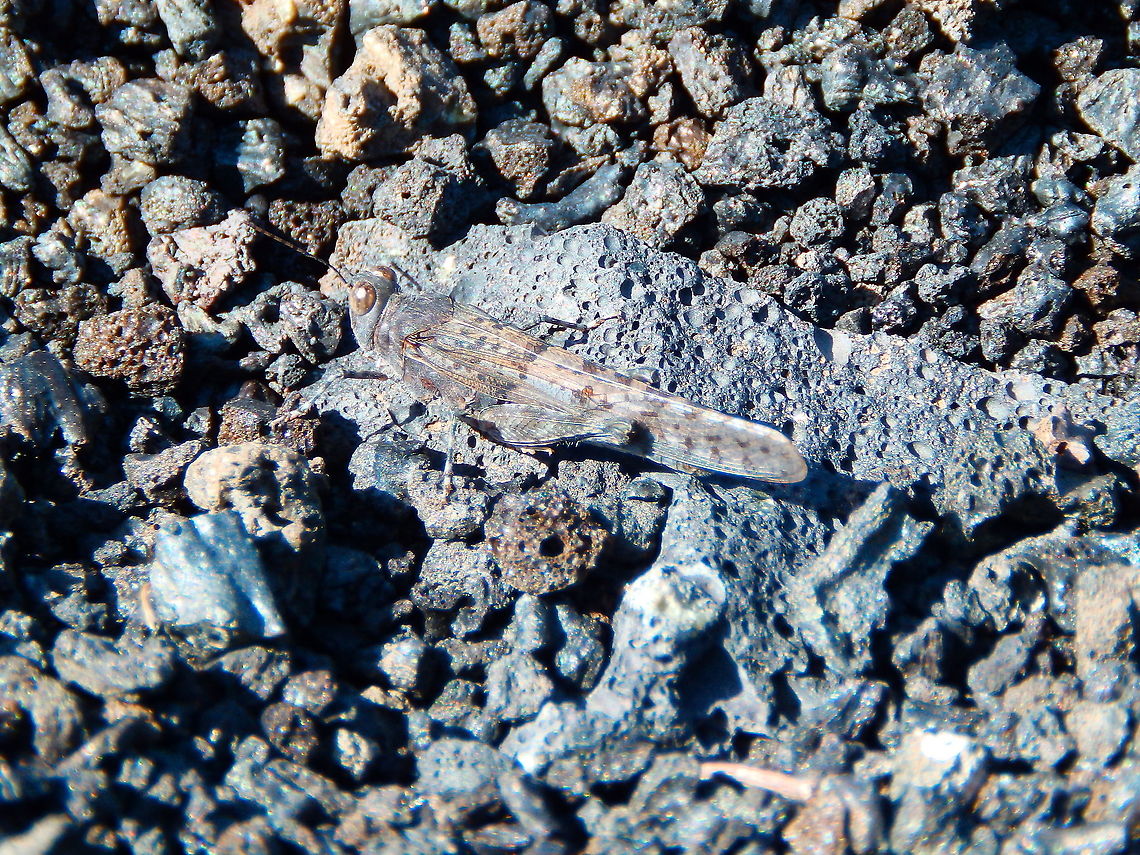 Lanzarote Sand Grasshopper - Sphingonotus pachecoi Seen in the volcanic ground near the path that surrounds the Volcan del Cuervo, Lanzarote. It is a tentative id based on the pictures I see online for grasshoppers seen in the same area of Lanzarote, including <a href="https://www.flickr.com/photos/125854156@N06/28012877248" rel="nofollow">https://www.flickr.com/photos/125854156@N06/28012877248</a> Geotagged,Lanzarote Sand Grasshopper,Spain,Sphingonotus pachecoi,Spring