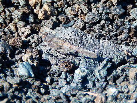 Lanzarote Sand Grasshopper - Sphingonotus pachecoi Seen in the volcanic ground near the path that surrounds the Volcan del Cuervo, Lanzarote. It is a tentative id based on the pictures I see online for grasshoppers seen in the same area of Lanzarote, including https://www.flickr.com/photos/125854156@N06/28012877248 Geotagged,Lanzarote Sand Grasshopper,Spain,Sphingonotus pachecoi,Spring