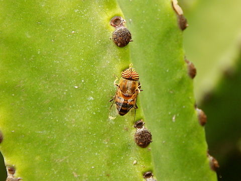 Hoverfly Eristalinus taeniops Seen in Mancha Blanca, Lanzarote.
It is one of the diptera that can be found in the Canary Islands.
https://commons.wikimedia.org/wiki/Category:Diptera_of_the_Canary_Islands Eristalinus taeniops,Geotagged,Spain,Spring
