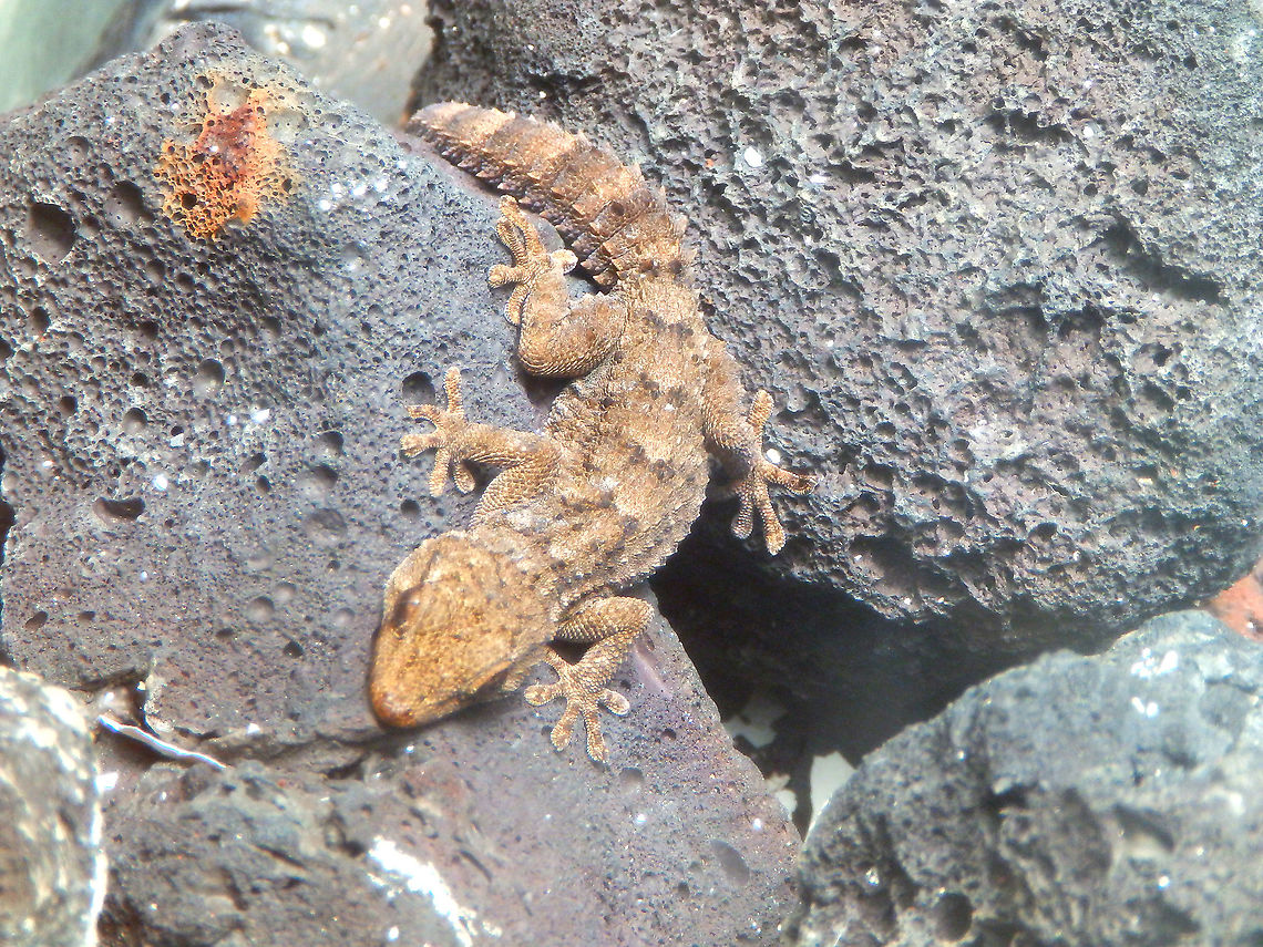 East Canary gecko - Tarentola angustimentalis Seen through a window in the outdoors of a building in the area of Timanfaya National Park, Lanzarote. East Canary gecko,Geotagged,Spain,Spring,Tarentola angustimentalis