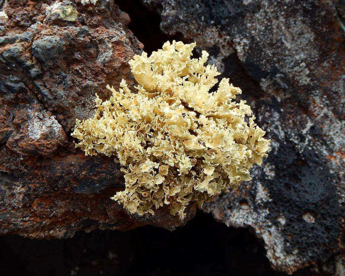 Ramalina bourgeana The only reason why I know this species is because I saw it right in the volcanic land outside the Visitor&#039;s Center in Mancha Blanca, within the Timanfaya National park. The lichen species was mentioned in the information panels inside the center. The lichens play an important role as first colonizers of the volcanic ground and as rock disgregators. Geotagged,Lichen Ramalina bourgeana,Ramalina bourgeana,Spain,Spring