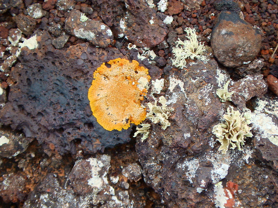 Orange Lichen - Xanthoria calcicola Again tentative ID based on the pictures shown in the Visitors Center of Timanfaya National park. Seen in the volcanic rocks just outside from the center. Geotagged,Orange Lichen,Spain,Spring,Xanthoria calcicola