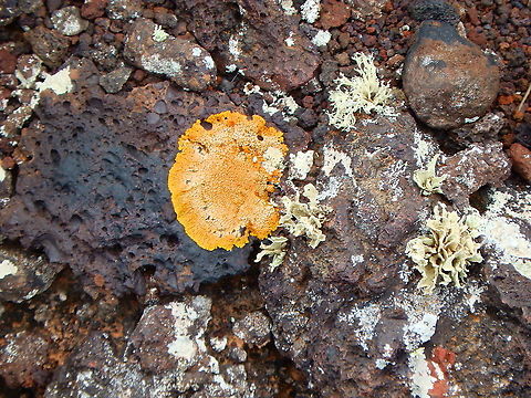 Orange Lichen - Xanthoria calcicola Again tentative ID based on the pictures shown in the Visitors Center of Timanfaya National park. Seen in the volcanic rocks just outside from the center. Geotagged,Orange Lichen,Spain,Spring,Xanthoria calcicola