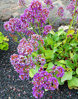 Limonium bourgeaui Seen in Jameos del Agua, Lanzarote. Geotagged,Limonium bourgeaui,Siempreviva de Bourgeau,Spain,Spring