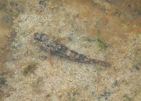 Gobius paganellus - Rock goby Seen in the port of Puerto del Carmen, with the particularity that I saw it from land this time! Geotagged,Gobius paganellus,Rock goby,Spain,Spring