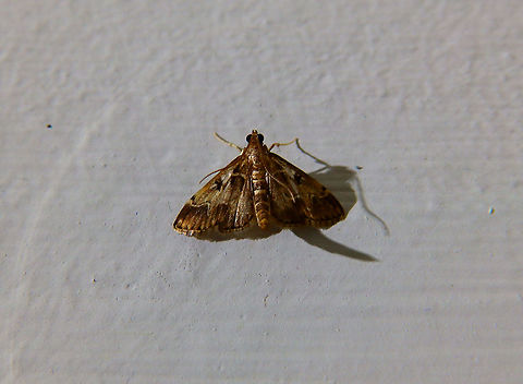 Moth - Duponchelia fovealis Seen in Puerto del Carmen, Lanzarote.
 Duponchelia fovealis,Geotagged,Spain,Spring