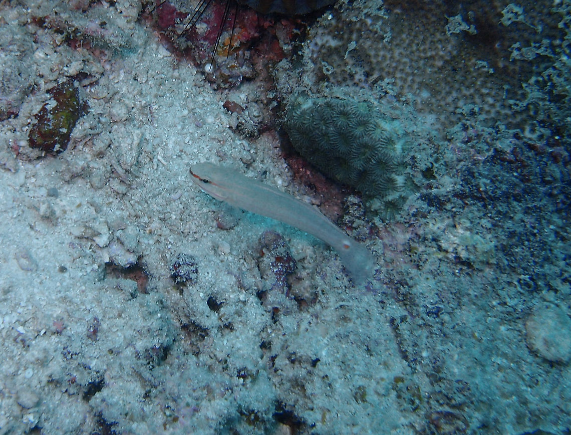 Orange-striped goby  Amblygobius decussatus,Fall,Geotagged,Malaysia