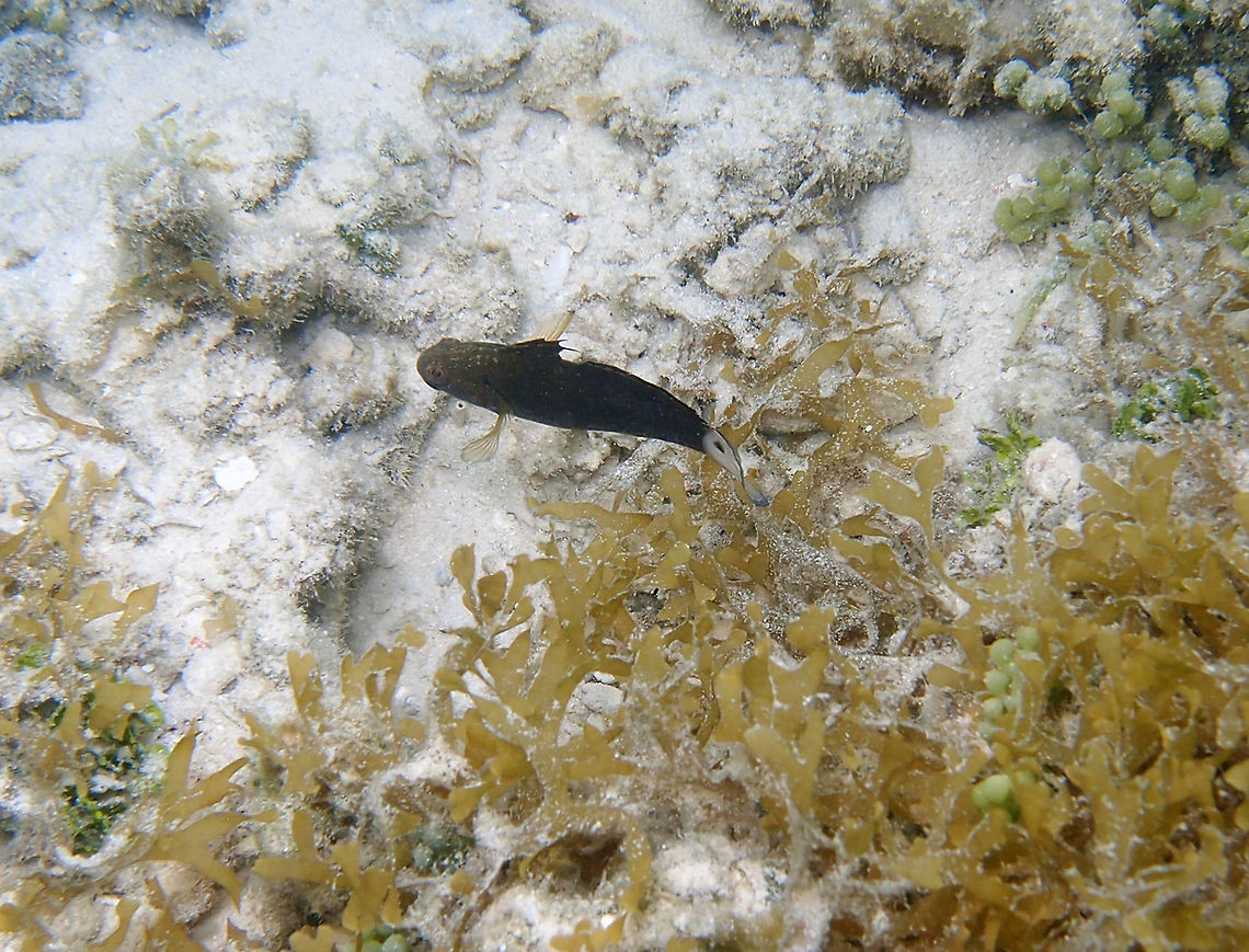 Amblygobius phalaena - White-barred goby  Amblygobius phalaena,Fall,Geotagged,Malaysia,White-barred goby