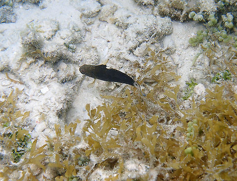 Amblygobius phalaena - White-barred goby  Amblygobius phalaena,Fall,Geotagged,Malaysia,White-barred goby