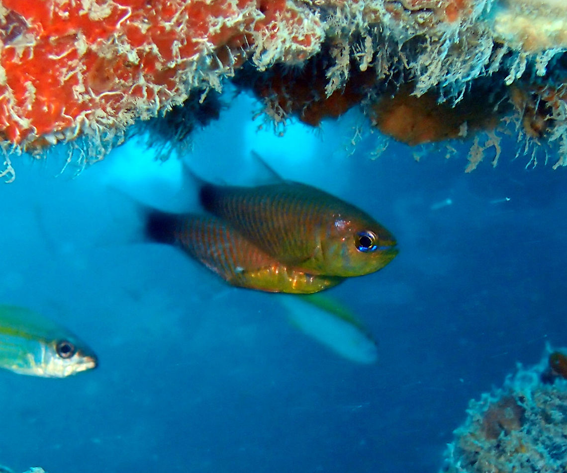 Flower cardinalfish - Ostorhinchus fleurieu        Fall,Flower cardinalfish,Geotagged,Malaysia,Ostorhinchus fleurieu