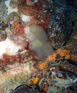Ascidia ornata Ascidia ornata,Fall,Geotagged,Malaysia