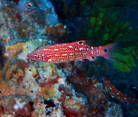 Bodianus dictynna - Redfin Hogfish, Juvenile  Bodianus dictynna,Fall,Geotagged,Malaysia