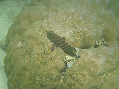 Brownbarred grouper - Cephalopholis boenak  Cephalopholis boenak,Fall,Geotagged,Malaysia