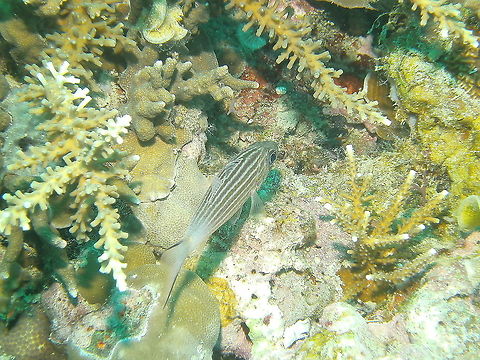 Cheilodipterus intermedius - Intermediate Cardinalfish  Cheilodipterus intermedius,Fall,Geotagged,Intermediate Cardinalfish,Malaysia
