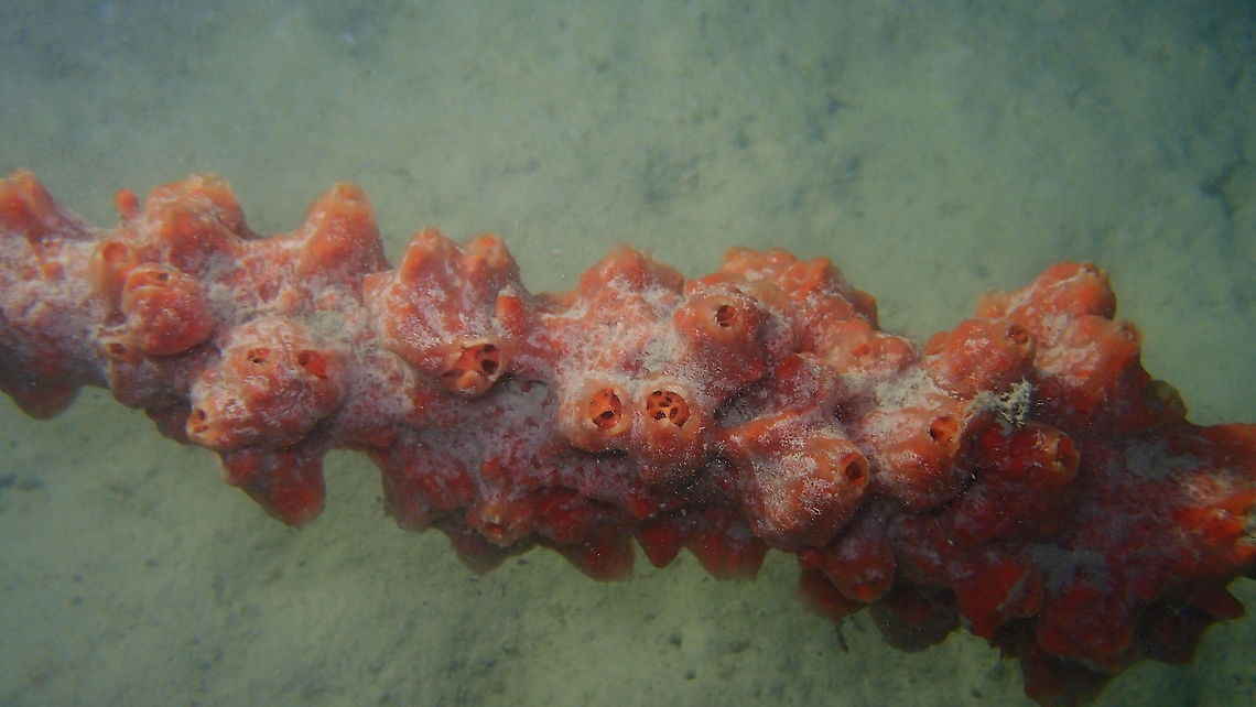 Clathria reinwardti - Orange Sprawling Sponge  Clathria reinwardti,Fall,Geotagged,Malaysia,Orange Sprawling Sponge
