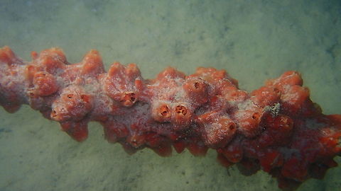 Clathria reinwardti - Orange Sprawling Sponge  Clathria reinwardti,Fall,Geotagged,Malaysia,Orange Sprawling Sponge