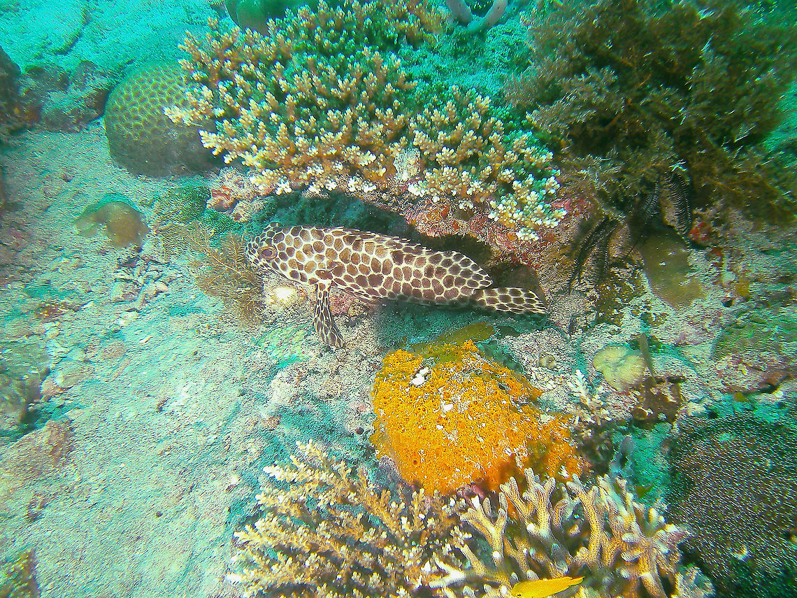 Epinephelus quoyanus  Epinephelus quoyanus,Fall,Geotagged,Longfin grouper,Malaysia