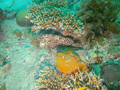 Epinephelus quoyanus  Epinephelus quoyanus,Fall,Geotagged,Longfin grouper,Malaysia